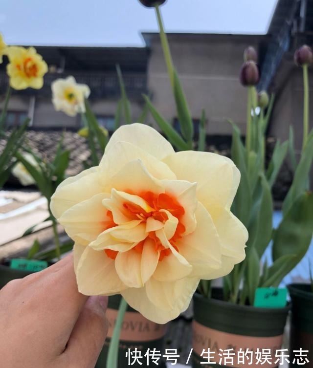 此花适合冬天养,埋土里就能活,开花早,花香浓,室内盆栽也可以!