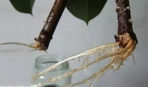蟹爪兰|养花爱好者看过来这15种花现在“扦插”,生根快,一个周就长芽