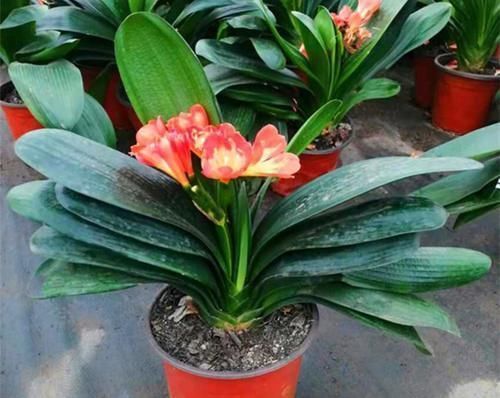 蟹爪兰和君子兰怎么能越养越好?做好三件事,和绿萝一样好养