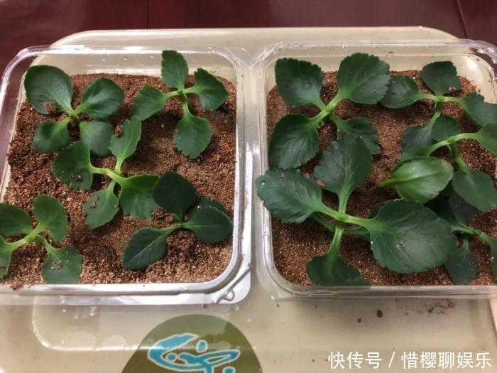 家里有此7种花,少浇水不能晒,天热要休眠早看早知道