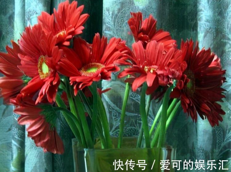 农历十月初二霜降后，养什么花？以下3种花，多福多寿健康幸福