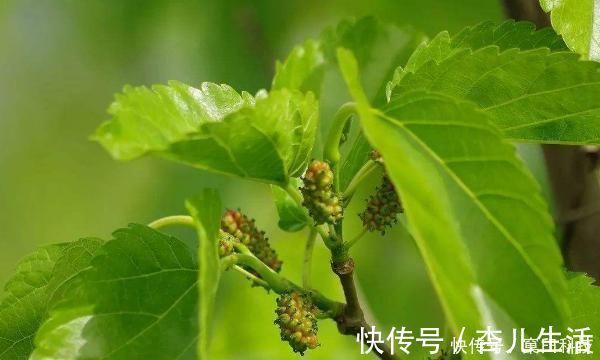 身体|桑叶又称“神仙草”，坚持用桑叶泡水喝，身体会尝到4个“甜头”