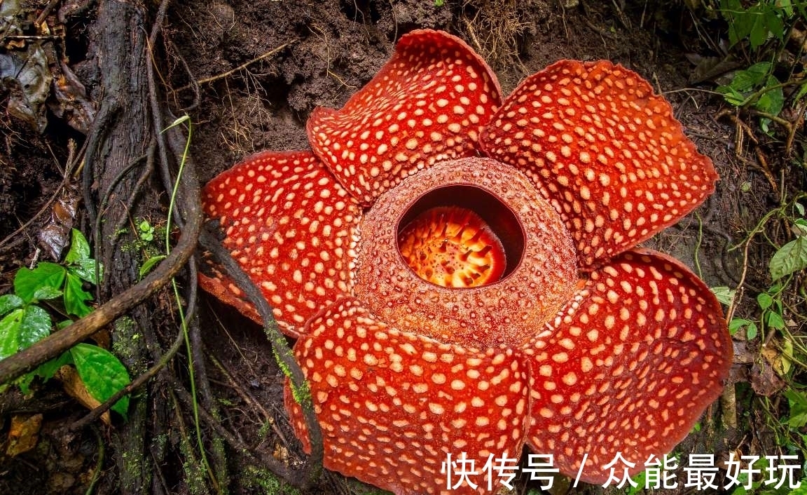 学名|旅行看世界:地球上最稀有的9种花,它们生长在哪儿,您见过吗?