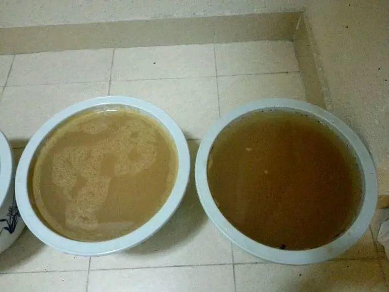 “蚯蚓粪”养花也不赖,增粉还透气,啥花都能养好!