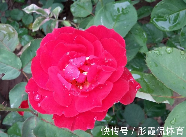 此花世界上种类近万种，被誉为华中皇后，为中国十大传统名花之一