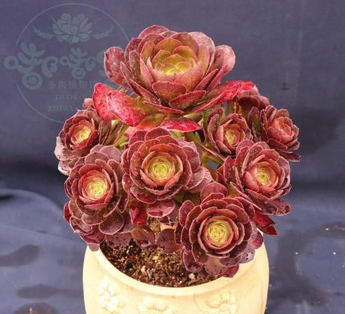  室内|多肉植物法师应该养殖在室内还是室外？一起看看你就知道了！