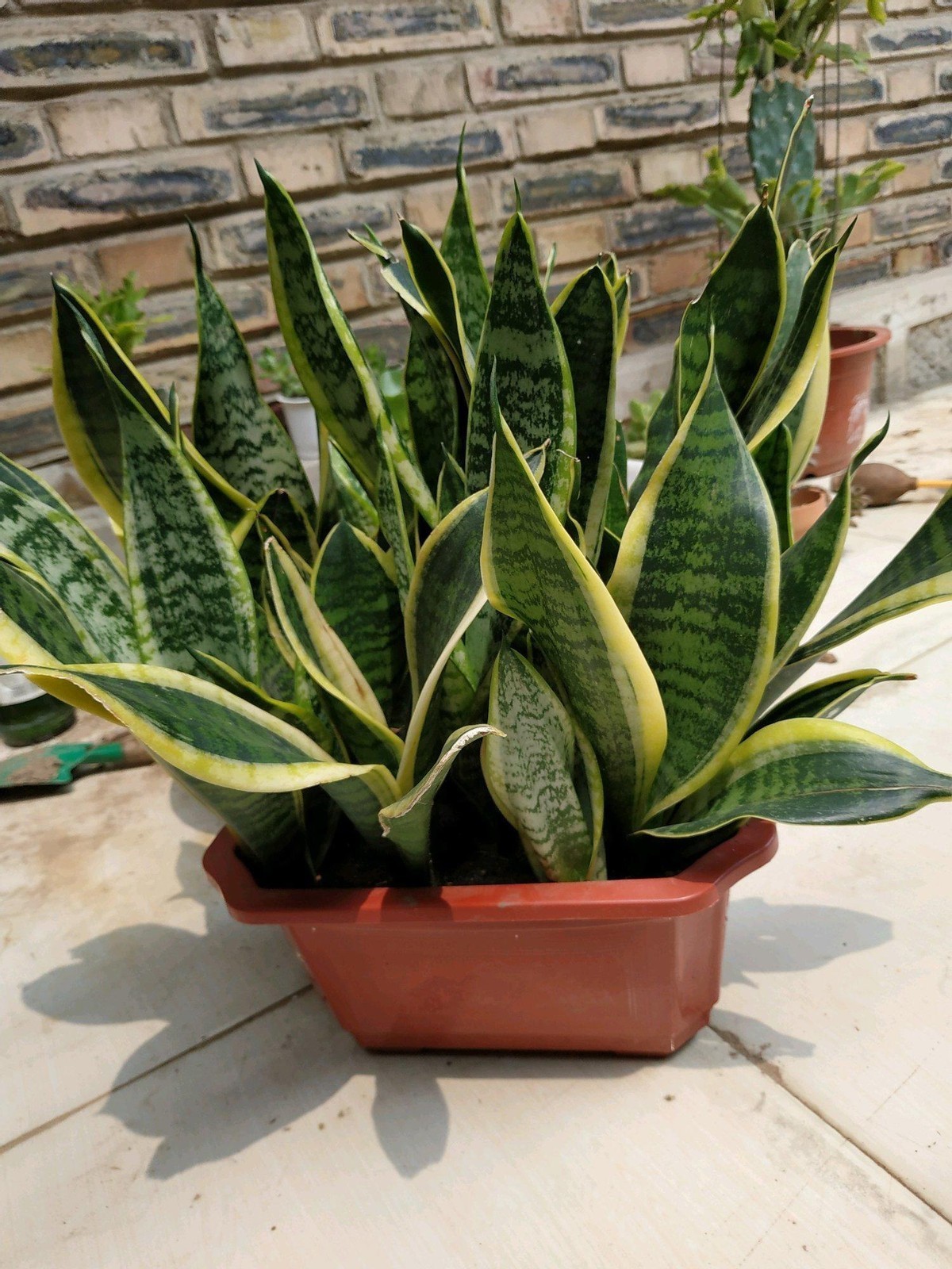 安置|养花人不可不知的知识盆栽此3款绿植,旺家旺人