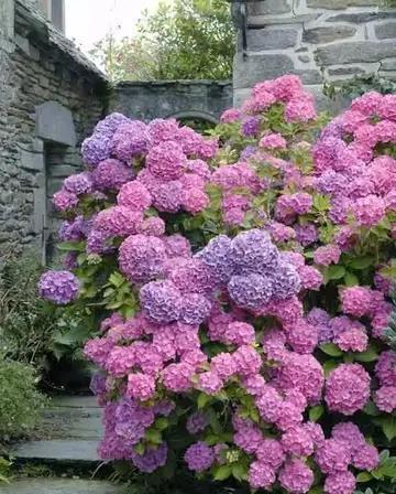 大花|花朵碗口大,喜欢看大花的别错过