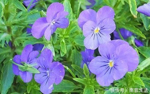 适应能力|新手养花，不如养5盆“花中精品”，花开艳丽多姿，美艳可人