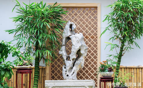 佛竹|这“竹子”这么大个肚子,可谓“宰相”,好看旺财,能养20年