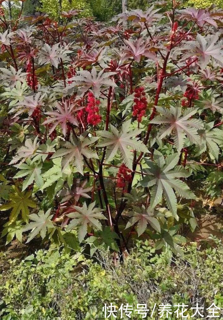 紫茉莉|不能小看入侵植物，看到后要立马拔掉，留着就是祸害