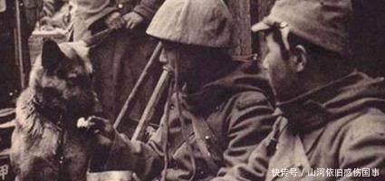 猎狗|日本侵华时用一种特殊兵器,残害很多人,后被中国一动物降伏