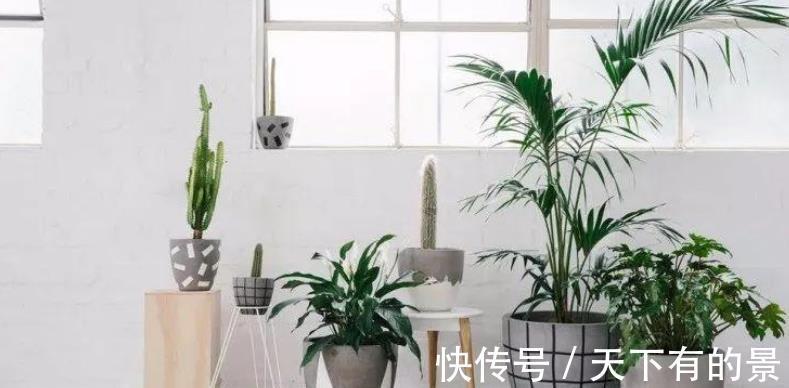 聪明人|7、8月盆栽养花,聪明人都不干这3件事