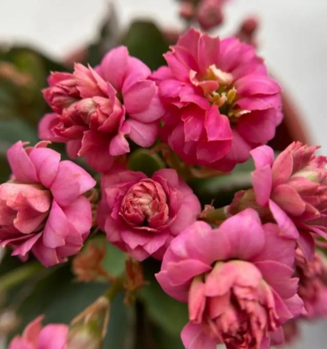 品种|75个长寿花品种,一个比一个美,一起来认识一下吧!