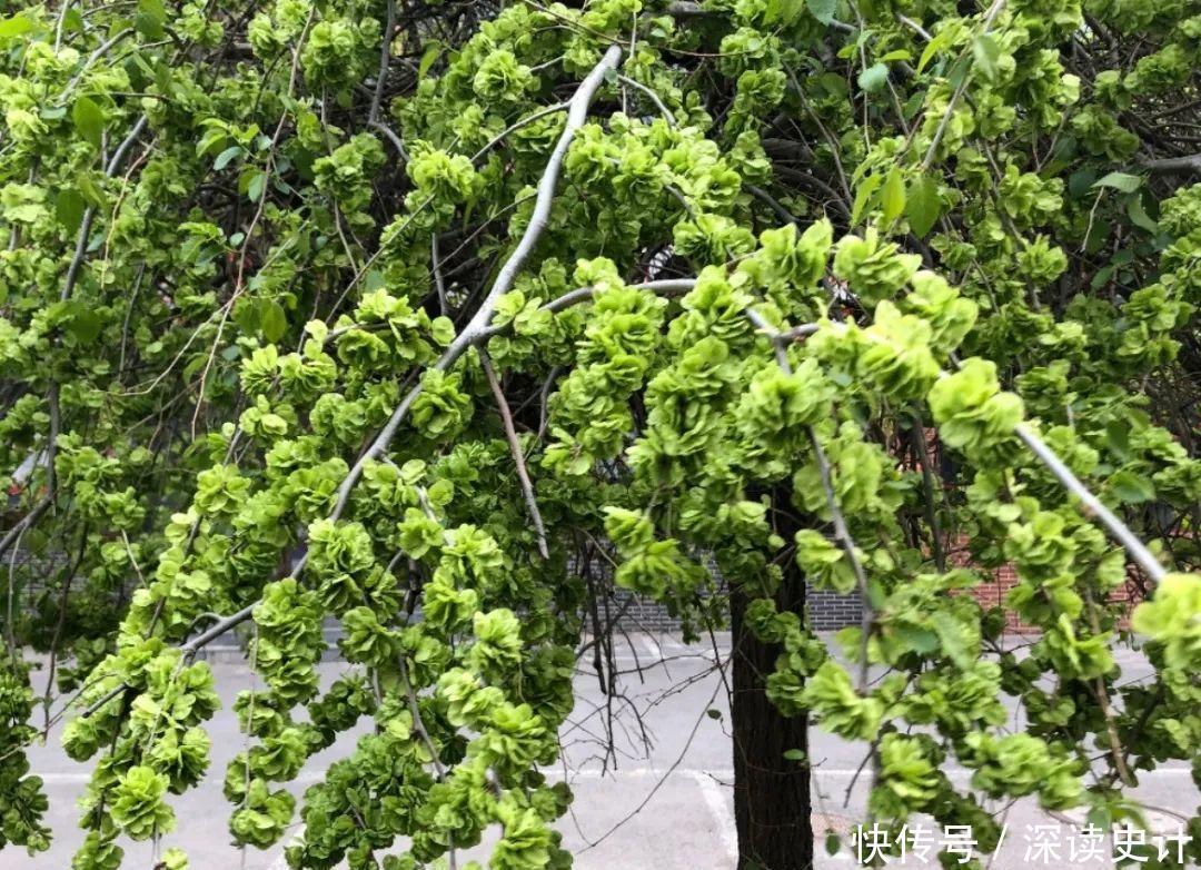 农村的6种花，烙饼子、炒菜、炖汤···再晚没得吃了！