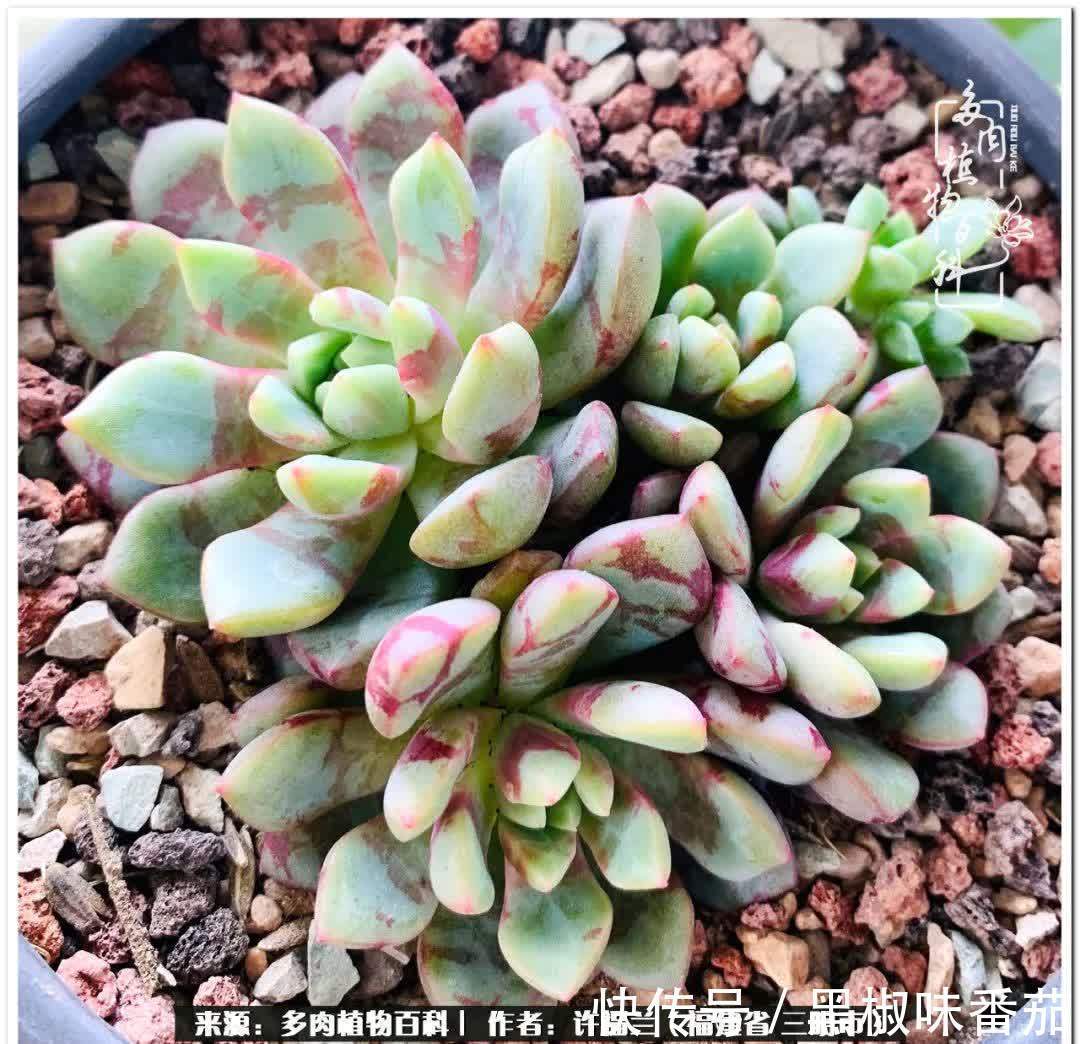 尖尖|养多肉两年,美丽与赏心悦目并存!