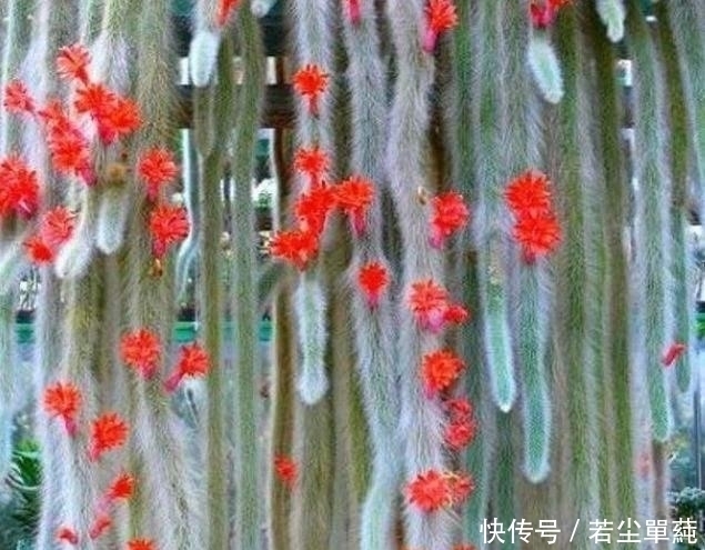 地方|10款能吊起来养的多肉,一个比一个美,还不占地方