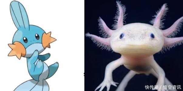 餐桌|当神奇宝贝来到现实世界，鲤鱼王即将上餐桌，绿毛虫毫无违和感