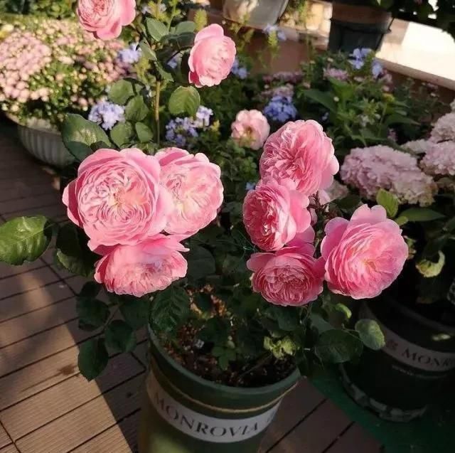 室内养月季,记住3点“技巧”,每隔10天就有新的花苞,花繁叶茂