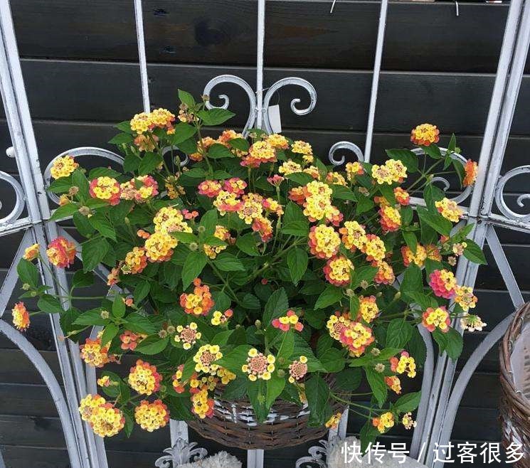 一种植物,在国外臭名昭著,国内却当盆栽养,你认识吗