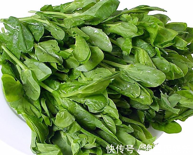 龙须|龙须菜消除疲劳，养眼护肤，掌握四点，种出美味营养的龙须菜来