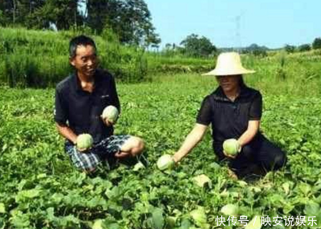 甜菜茄|农村人最喜欢吃的“零食水果”，中医说还有去除口臭的功效！