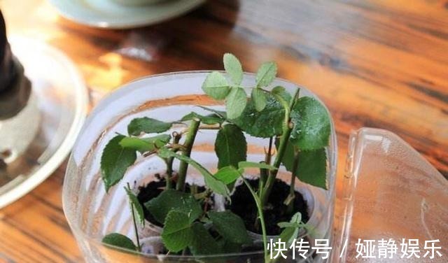 生根|月季花“扦插后”慎浇水,成活率高10倍,10天长白根,一棵变20棵