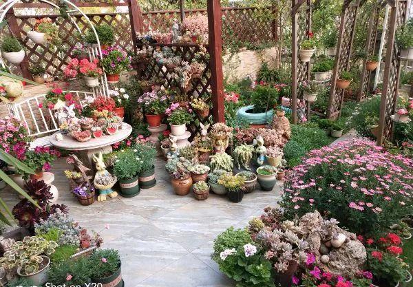 养花技巧:大冬天,她家的小院开满200盆花,全家人过年围着看!