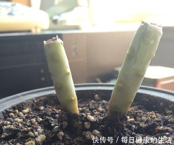 桃美人不爆侧芽,砍头时多做一步,一个月侧芽不断冒出!
