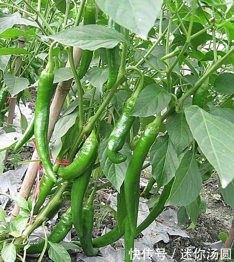 细腰|十个女人九个胖,青椒配上此物每天吃两口,细腰减小腹,轻松减重