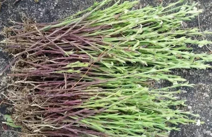 独角金|人称“孩儿草”的独脚金，价值千元一斤的野草！