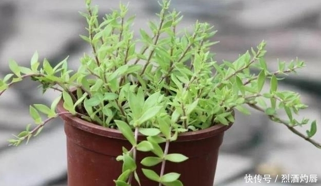 鼠牙|它是如此的珍贵,若长在你家路旁,赶紧移栽家中,小心被别人挖走