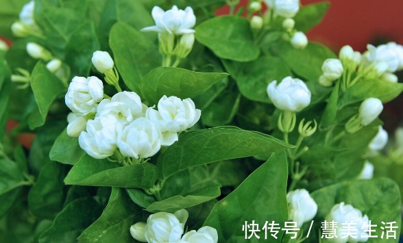 小根|65种野菜图片,带你认识不同的野菜和吃法,你想要的野菜这里都有