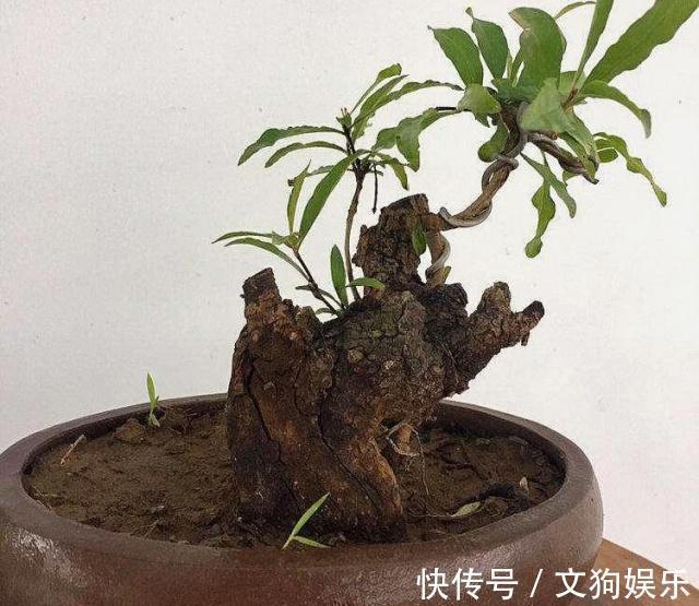 这2种“富贵树”不用买,掰1根“枝条”插沙里,20天猛冒“绿芽”