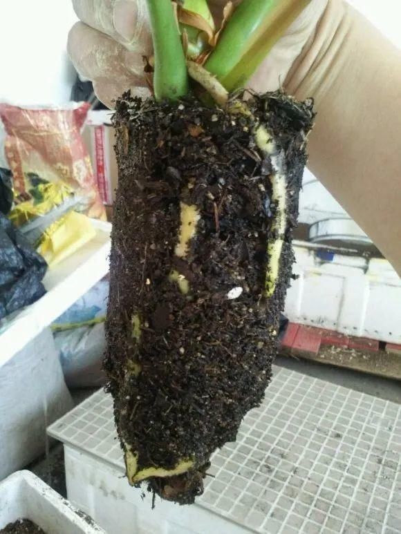 虎皮兰,红掌,吊兰养成老桩,变成大树,真壮观