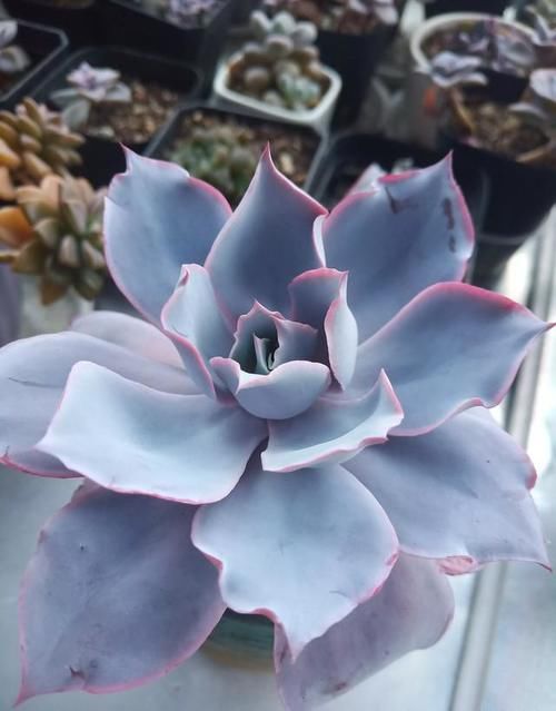 夏季怎么预防多肉黑腐呀？