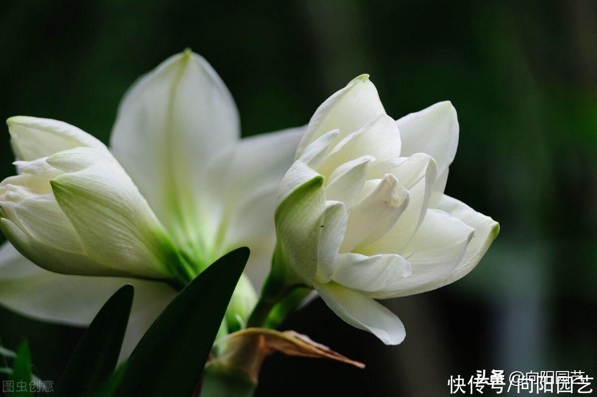 朱顶红延长花期，试试这几个办法，花瓣巴掌大，花期多开15天