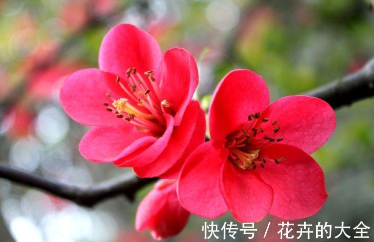高雅|农历7月15号起,最适合养这些花,花期长易打理,花朵清新高雅