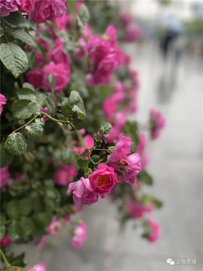 周菲|图说黄浦｜蔷薇花香徐来，浸润了时光