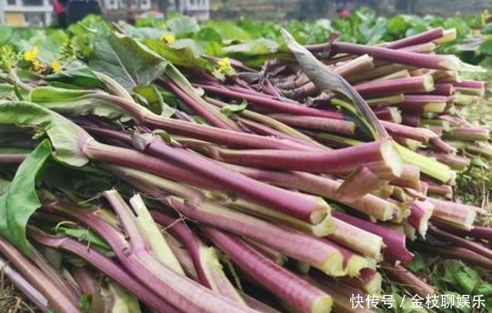 红菜苔图片几月种植