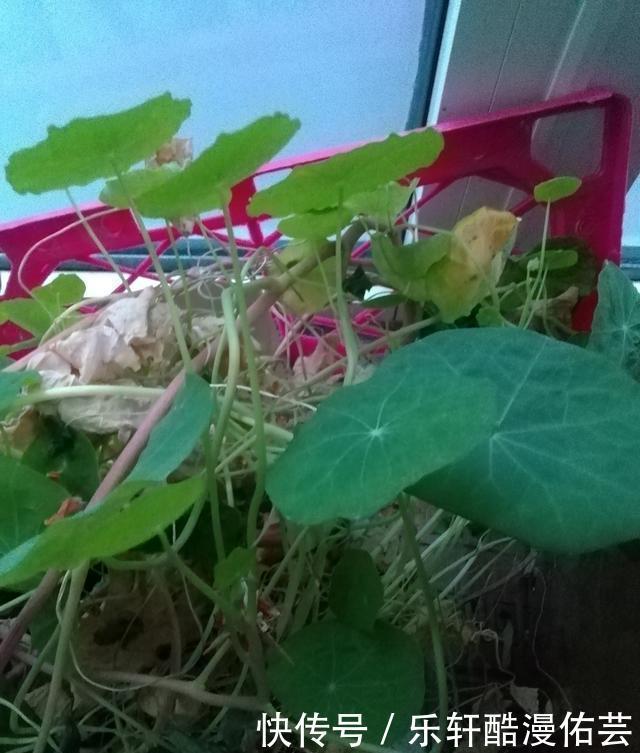 金丝荷叶花。不开花,看叶子也挺好看的