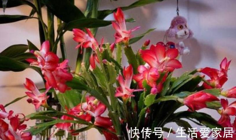 秋天逛花市,5种花值得入手,带回家好养护,皮实健壮开花美