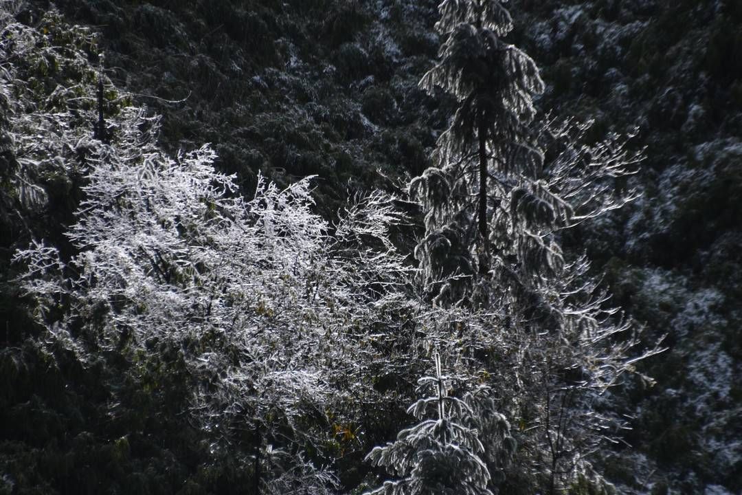 黄荆|美出新境界 四川古蔺黄荆老林立冬雪后现雾凇奇观