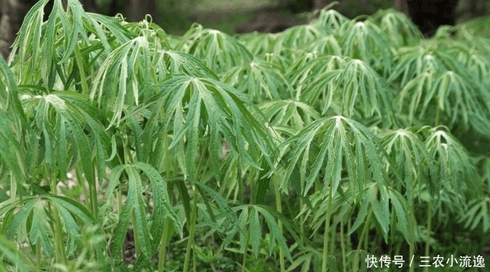 农村山上有种野草, 农民称作“雨伞菜”, 价值很珍贵见到要珍惜