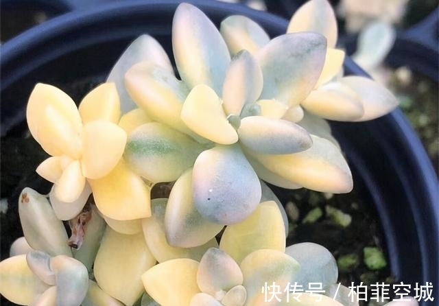 多肉有三怕,教你几个小技巧,重新缀化,憋成群生肉墩子
