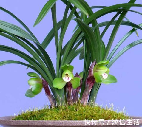 养花“磷钾肥”不用再买了，轻松自制效果强，养啥都能轻松爆满盆