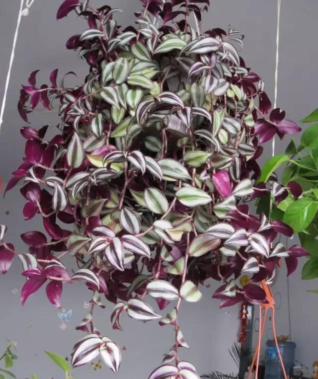 16种耐阴花,就算阳光不足,也能年年生长、开花