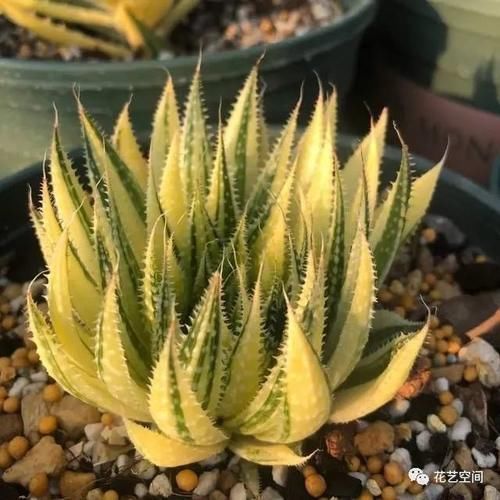 净化|室内放这3种花，怡情养性，旺人旺财，你也要记得放一盆！