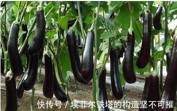 抗衰老|常吃茄子抗衰老又对身体好，但专家建议3类人尽量少吃茄子