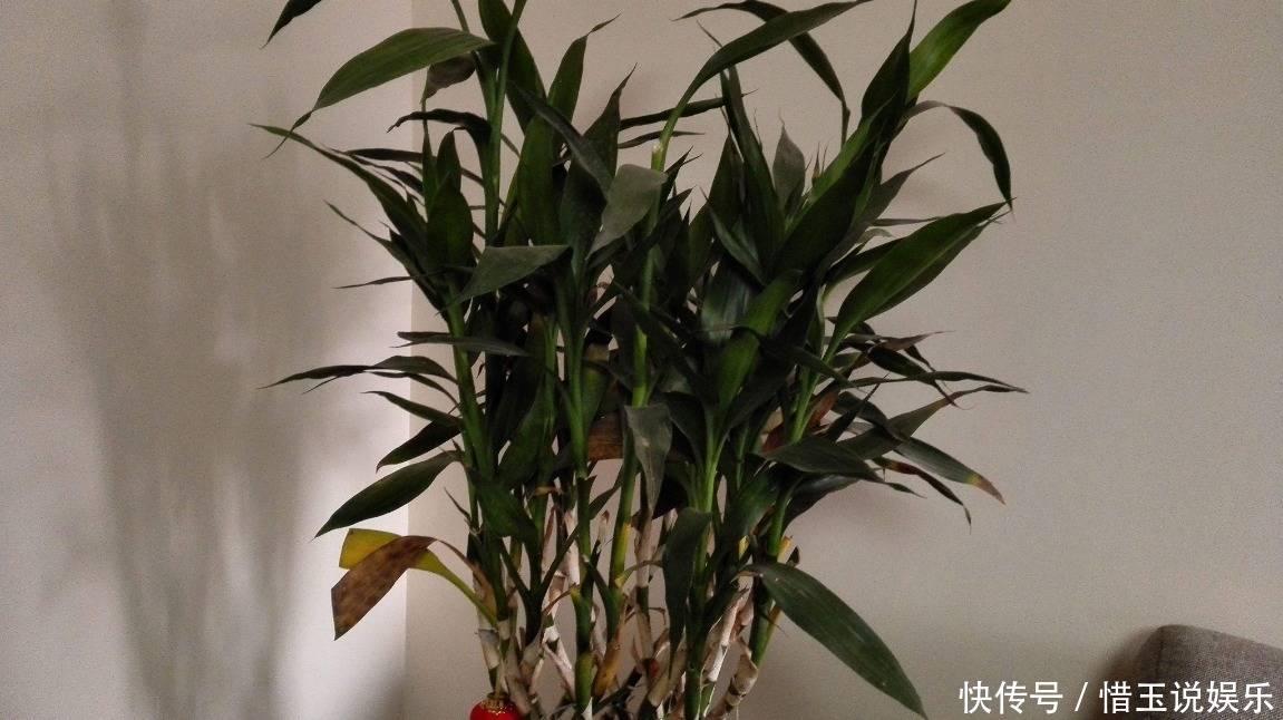 新手养富贵竹,此方法最好,强根壮茎不黄叶,富贵才能进家门